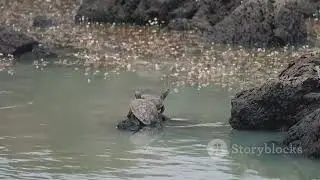 Nigeria's Natural Wonders