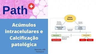 Acúmulos intracelulares e Calcificação patológica