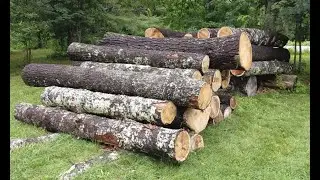 Sustainable Low Impact Forestry  In Maine