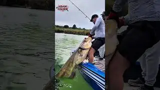 Tangan Sampai Gemetar‼️ Tarikan Lele Monster Luar Biasa 😳 #shorts #fish #fishing #trending #amazing