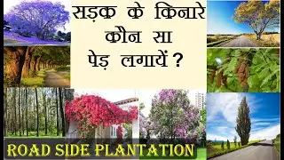 सड़क किनारे कौन सा फ़ायदेमंद पेड़ लगायें जो सुंदर भी हो Best Indian plant for Road Side Plantation