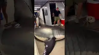 1,000 lb Giant Great White Shark &ndash; A Sudden Lunge Onto the Deck