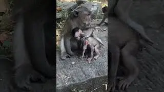 #monkey #animals #primatelove #primate #monkeymonkey #cute #babyanimals #primateworld