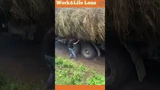 Using hay as traction for truck's tyres that are stuck in mud