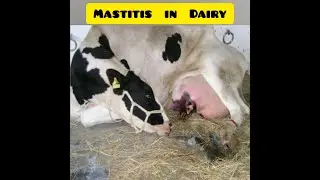 Mastitis in cattle (Introduction, Treatment and Prevention)