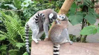 Ringstaartmaki @ Wildlands (zoo) - Emmen, The Netherlands