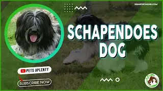 The Schapendoes Dog Breed: Everything You Need To Know!