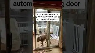 👉 Dogs Can Open This Sliding Door by Themselves 🐶🚪#petparents #smarttech #smartslydr