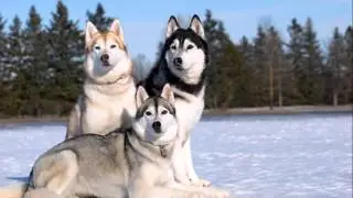 Wolf1991ism - Polar Music