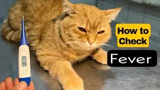 Easiest Way to Take Your Cat's Temperature | Cat fever signs