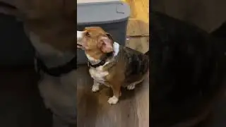 Banchee the Beagle Begging 4 Table Food