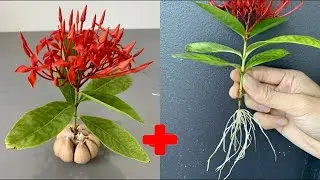 Just 1 clove of garlic: surprisingly, peony flower grows 101 roots overnight