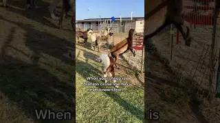 When your sheep is fearless because the livestock guardian dogs never miss. Zero losses on the farm