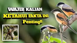 7 Fakta Menarik Burung Cendet