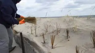 Bradley Beach Dune Grass Planting 2017