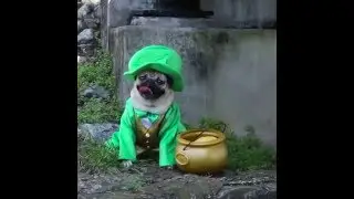 Leprechaun - Doug The Pug