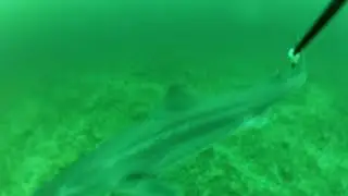 Pack of Spurdogs Attack Mackerel Head Underwater