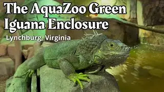 The AquaZoo Green Iguana Enclosure! They Rule This Area! #travel #animals #iguana #reptiles