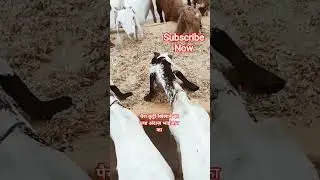 Paira Kutti Kaise Khilayen|#shorts #animals #goat