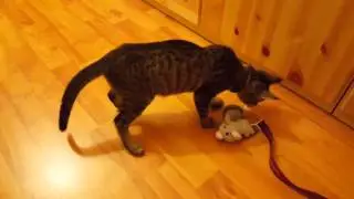 Leia the blind cat