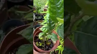 #easiesttopropagate Loquat Seedlings #gardening #loquattree #shorts