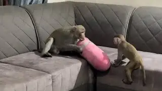 Jogu ko gudia fight with thule bhai🐒😱😱😱😱