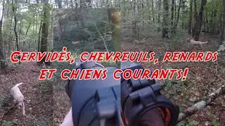 Chasse en battue 2020: CERFS, RENARDS et CHEVREUILS! Et CHIENS COURANTS!!