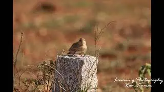 LEARNING PHOTOGRAPHY