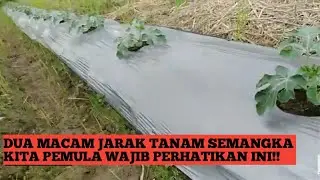 JARAK TANAM YANG BAGUS PADA BUDIDAYA SEMANGKA!!