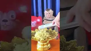Icy & Bryan Little Monkey Loving Moments #spiderman #funny #cute #cuteanimal #animals #trending