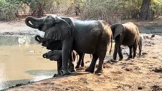 Armchair Safari at Kanga Camp - could watch elephants all day!