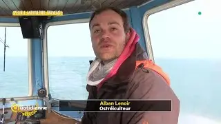 Alban Lenoir : ses huîtres bio sont pêchées en haute mer - La Quotidienne