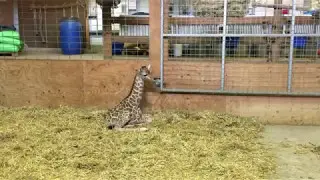 Baby giraffe Gus was born at Noah's Ark Zoo Farm