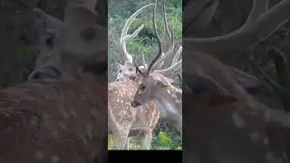 deer bravery show