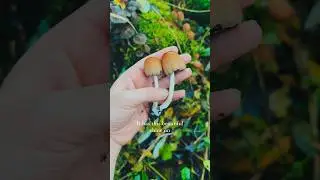 Did you know this about Inkcap mushrooms? 🍄 #foraging #mushrooms