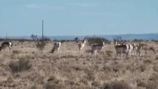 Antelope Acres Where We Live