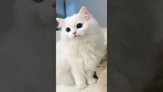 🐱 Cute Cat Sitting on Chair | Adorable Cat Moments #shorts
