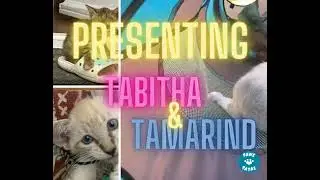 Introducing Tabitha and Tamarind