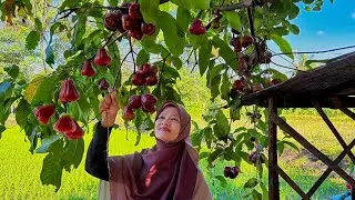 Panen Jambu Air | Bikin Rujak Jambu Air, Soto Daging Sapi, dan Tempe&nbsp;Goreng&nbsp;Krispi | Kampung Halaman