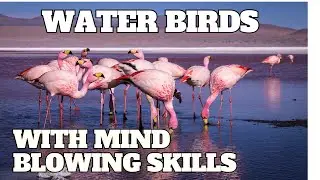 8 Aquatic Birds with Remarkable Adaptations