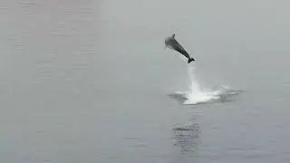 Delfin Svendborg Sund