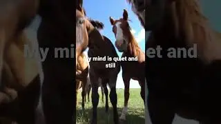 #mindfulness at the #horse portal #peace & relaxation