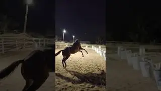 powerful horse 😱🐎😱#shorts #youtubeshorts #jasaramzoo #animals #horse 💪🐎