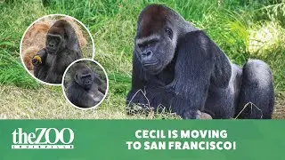 2025 Cecil Transfer