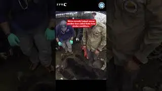 DRAMATIC RESCUE: Two Bears Saved After 14 Years at a Bus Stop