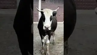 #hayday #youtubeshorts #корова #животноводство #шорты #короткометражные #вирусноевидео #теленок #...