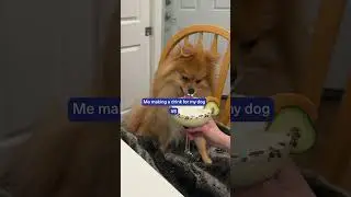 The Most Spoiled Dog Ever