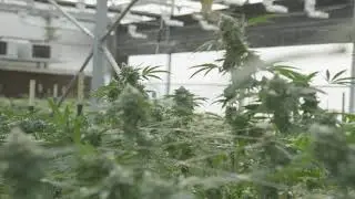 cannabis analytics bg 1