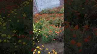 Jaha dal dal per sone ki chidiya krti hai basera # bharat desh # yt vidio # devotional songs 