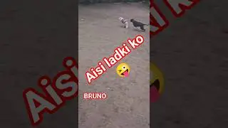 Pyar jhootha tha😜🐶@brunaww#shorts​#trending​#viralshorts​#cute  #funnypets #funny #spitz #indiedog